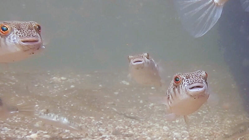 Fish Of The Month: Common Toadfish – Tetractenos hamiltoni